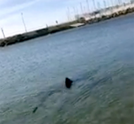 Hajen har fångats på video av en amatörfilmare. Källa: Diario Sur