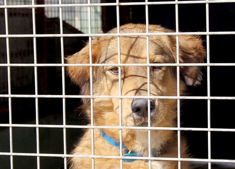 Den som adopterar en herrelös hund i Fuengirola får kostnaderna täcka av kommunen.