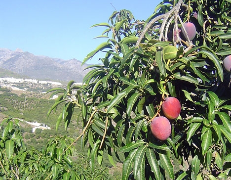 Allt fler odlar mango vid Costa Tropical och väderförhållandena har varit idealiska i år.