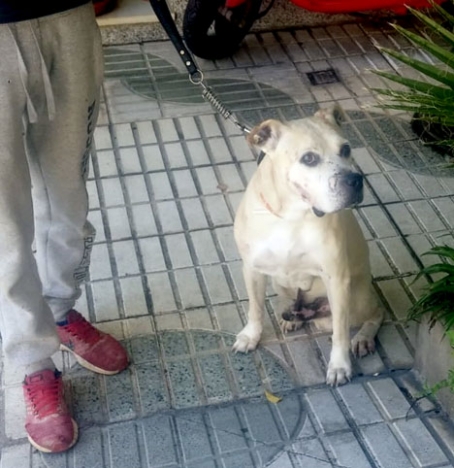 Hunden är en korsning mellan dogo canario och pitbull. Foto: Ayto de Almuñécar