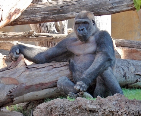 Echo är född i Kolmårdens djurpark och flyttades i somras till Bioparc i Fuengirola.