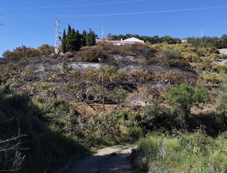 Branden nära Cerro Gordo omfattade omkring 2 000 kvadratmeter odlingar. Foto: Ayto de Almuñécar