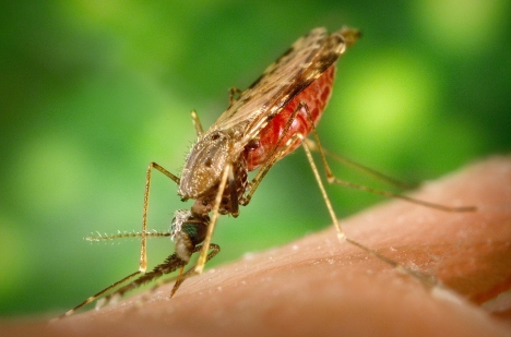 Malaria är en tropisk sjukdom som sprids av myggor. Foto: James Gathany/Wikimedia Commons