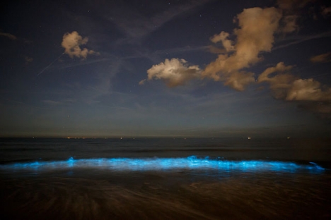 Det som ser ut som flytande avföring på dagen är en sorts mikroalger som är självslysande på natten. Foto: Sander van der Wel/Wikimedia Commons