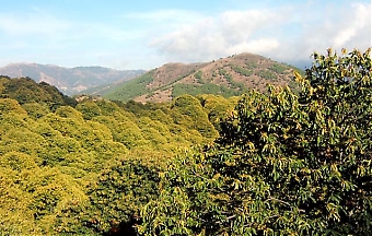 I Valle del Genal har det funnits kastanjeträd sedan romartiden. Det sägs att några av de träden fortfarande lever.