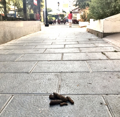 Benalmádena kommun tar nu i med hårdhandskarna, eller åtminstone plasthandskar, mot djurspill på gatorna.