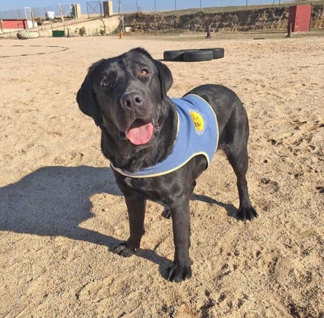 Hunden är en svart labrador som döpts till Pocahontas. Foto: Fundación Bocalán