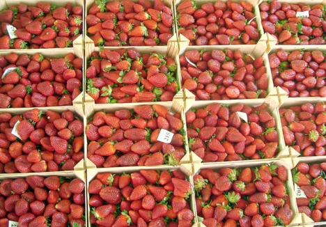 Gästarbetarna i Huelva plockar inte minst jordgubbar. Foto: Juan Emilio Prades Bel/Wikimedia Commons