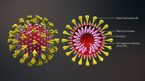 Rekreation av ett coronavirus, av samma typ som COVID-19. Källa: https://www.scientificanimations.com