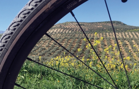 Jaén inrymmer världens största olivodlingar, som är en fröjd att uppleva på cykel. Olika paket finns att köpa från två dagar och uppåt.