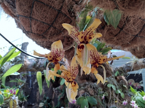 Stanhopea tigrina utsöndrar en doft av choklad. Foto: Ayuntamiento de Estepona.