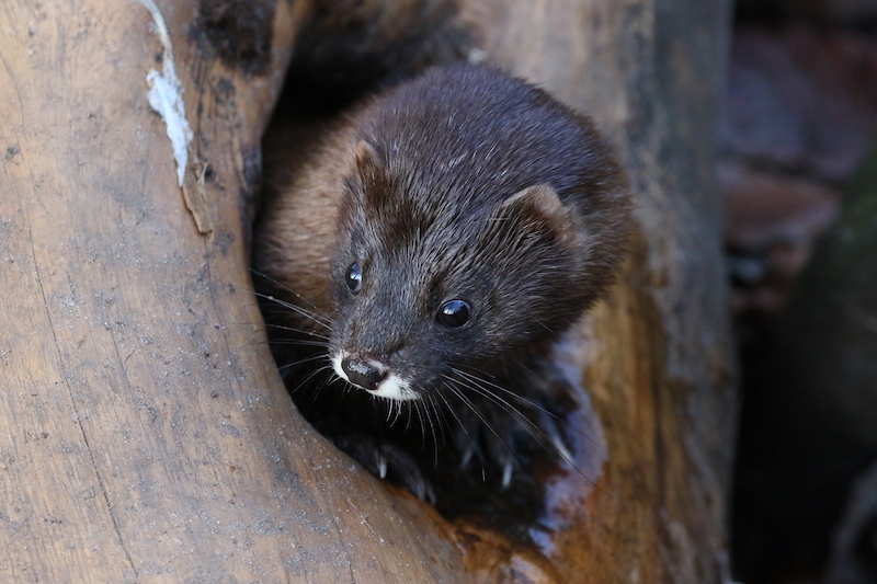 Europeisk mink.