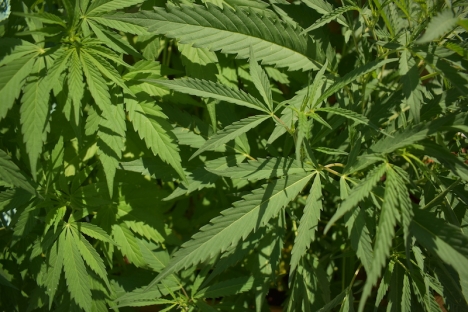 Tre växthus i området Axarquía i Málagaprovinsen visade sig dölja 10 000 marijuanaplantor.