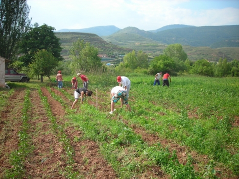 Enligt hälsovårdsdepartementet har 34 smitthärdar i Spanien sitt ursprung bland säsongsarbetare på frukt- och grönsaksodlingar. Foto: Ministerio de Agricultura
