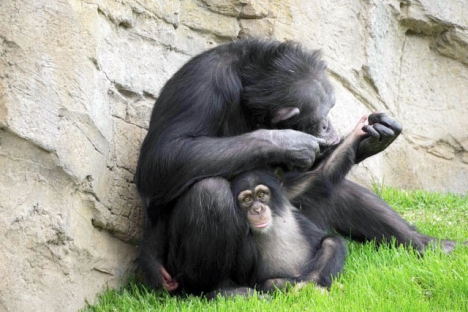 Djibril med sin adpotivmamma, i Bioparc Valencia.