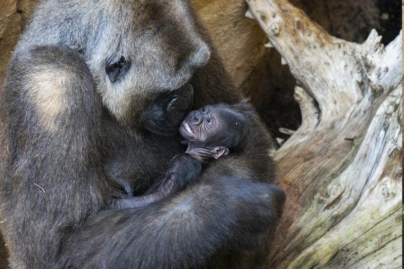 Gorillan Buu i Fuengirola är nybliven moder till en frisk liten bebis som för övrigt har svensk pappa. Foto: Bioparc Fuengirola