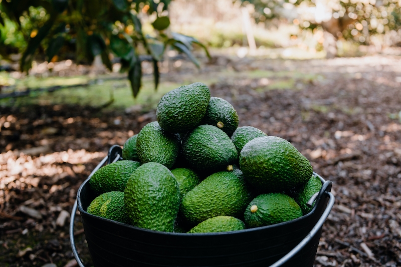 Subtropiska frukter som avokado, olivolja och kött är några av de produkter som exporteras från Málagaprovinsen till utlandet.