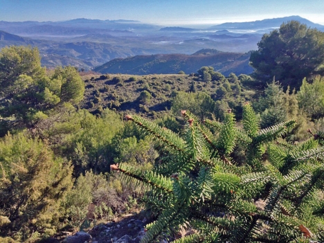 Sierra de las Nieves erbjuder en mängd olika vandringsleder med säregen och omväxlande natur. Detta är den unika spanskgranens förlovade hemtrakter.