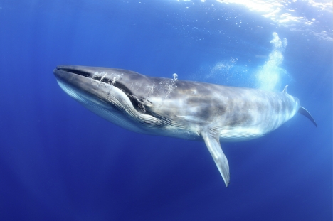 Kanarieöarna har privilegierade förhållanden för valar. Då de är vulkanöar finns ett betydande havsdjup bara få meter från kusten. Foto: Francis Pérez