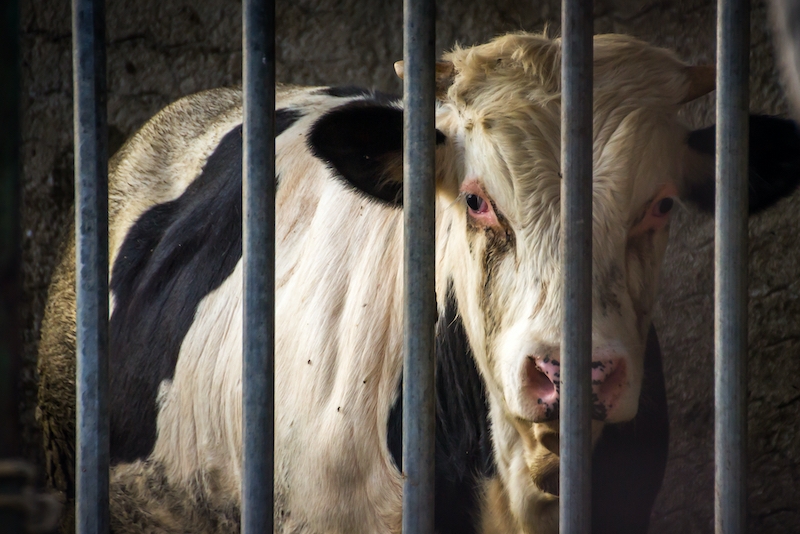 Nära 900 spanska kor avlivas efter en misslyckad export till Turkiet.