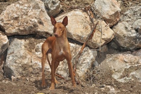 Podenco är en av de vanligaste hundraser som brukas för jakt i Spanien. ARKIVBILD