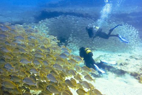 I Spanien finns några av Europas bästa dykplatser, med flera marina naturreservat och spännande vrak att utforska. Bilden är tagen utanför Gran Canaria.