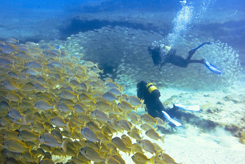 I Spanien finns några av Europas bästa dykplatser, med flera marina naturreservat och spännande vrak att utforska. Bilden är tagen utanför Gran Canaria.