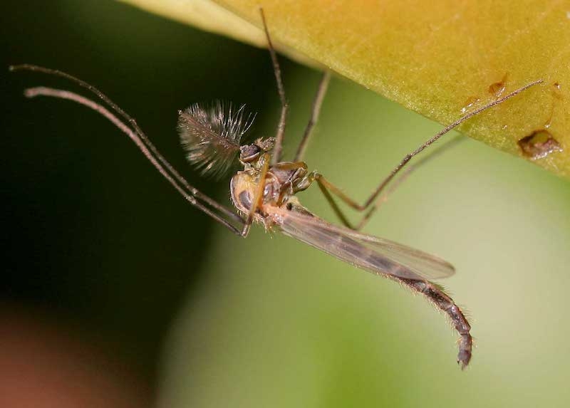 Chironomus är ett släkte i familjen fjädermyggor. De är till utseendet ganska lika stickmyggor, men suger inte blod.