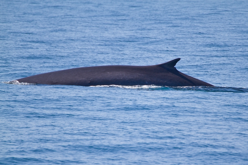 Balaenoptera physalus, eller fenval, utanför Barcelonas kust.