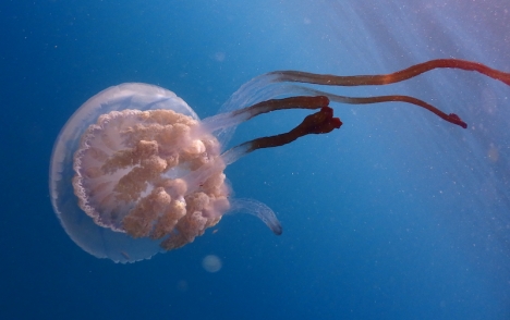 Den ovanliga jättemaneten Rhizostoma luteum.