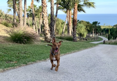 Det är verkligen en svårslagen känsla med en hund som kommer i full fart när man ropar på den. Och som visar genuin livsglädje bara för att den får lov att springa fritt en stund.