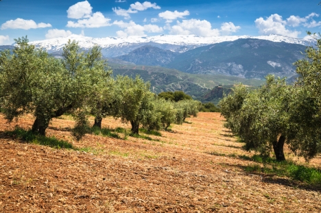 Hur ska man kunna välja en bild som förmedlar Andalusiens storhet? I verkliga livet behöver vi tack och lov inte välja mellan hav och berg, strand och snö. Vi får allt och lite till.