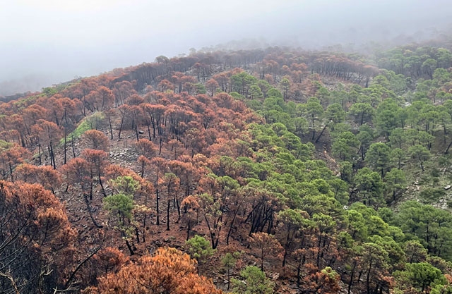 Bin ska bidraga till att återupprätta naturen i det brandhärjade området vid Sierra Bermeja.