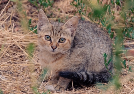 Ett flertal katter som lever i en park har utsatts för attacker med smällare. ARKIVBILD
