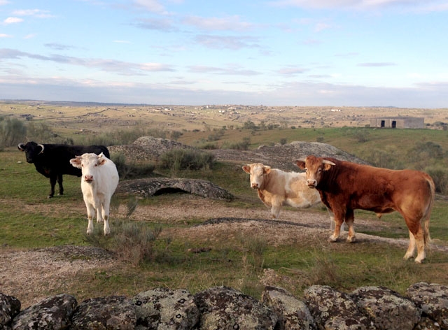Trots att konsumentministern lovordar de öppna spanska gårdarna anklagas han på nytt för att attackera boskapssektorn.