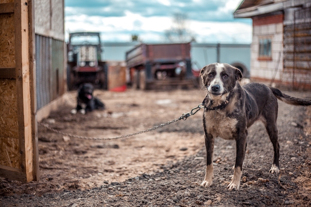Hundar och andra husdjur ska enligt ett regionalt lagförslag inte få hållas permanent bundna eller övergivna.