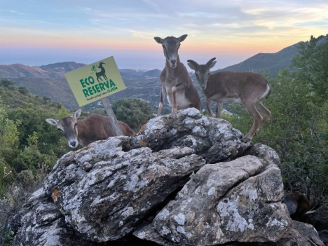 Trots närheten till Marbella är det få som ens har hört talas om det unika naturreservatet Eco Reserva Ojén, som först på senare tid börjat ge sig tillkänna.