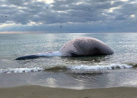 Hög sjö har försvårat bogseringen ut till havs av den val som upptäcktes vid stranden La Rada 19 januari. Foto: Ayto de Estepona