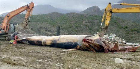 Transporten av den 15 ton tunga valen har varit mödosam. Foto: Ayto de Estepona