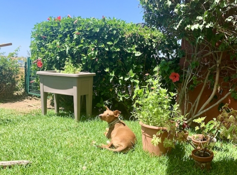 Någon som njuter fullt ut av trädgården är Zingo. Här syns även fjolårets begynnande svenska sommaräng i krukversion samt odlingslådan på ben.