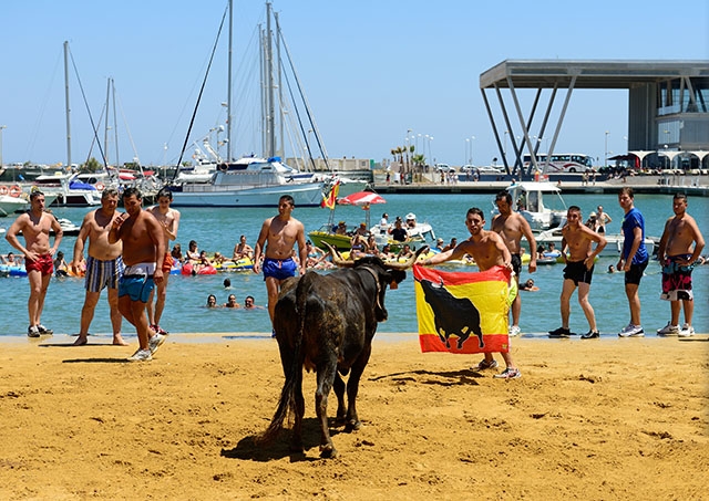Vid de årliga festligheterna i Denia (Alicante) stressas kalvar att kasta sig i havet.