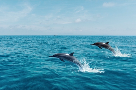 Såväl delfiner som människor utsätts för vårdslösa skoterförare.