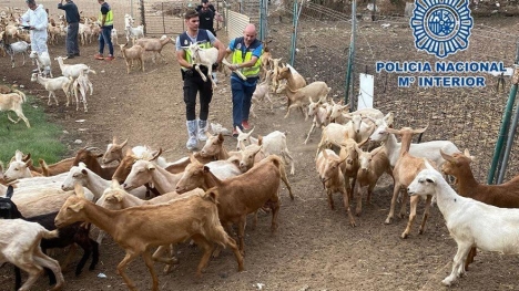 Polisfoto av återhämtningen av boskapen.