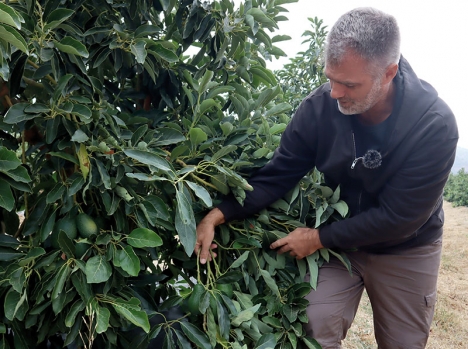För fyra år sedan köpte Pelle Lundborg en lantgård vid Carratraca där han planterade 4.500 avokadoträd. I våras hade Pelle sin första skörd och snart ger gården frukt året om.