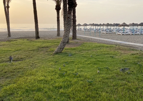 Den här bilden på ett gäng munkparakiter vid stranden är inte så pittoresk som en oinsatt person på kusten minsann kan tro!