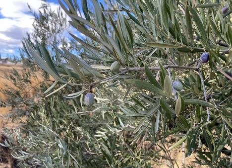 Vi borde vara mer måna om våra oliver, när inte ens dessa normalt tåliga frukter lyckas stå emot klimatförändringarna.