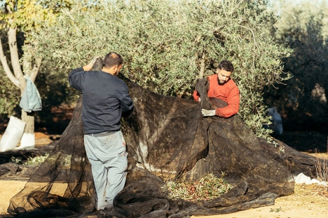 Årets dåliga skörd pressar upp priset på olivolja rejält.