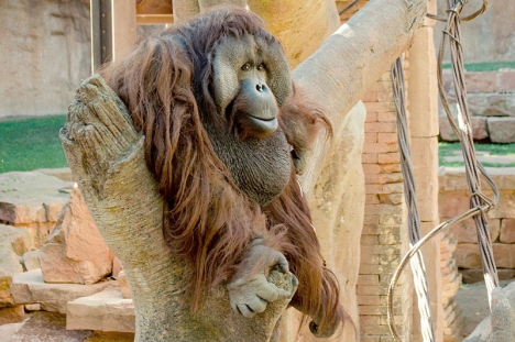 Orangutanghannen Peek levde sina sista tio år i Bioparc i Fuengirola. Foto: Bioparc