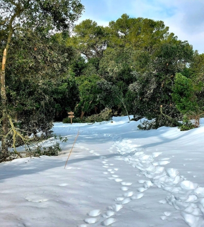 Detta är varken Alperna eller Sälen, utan Mallorca efter vinterstormen Juliettes framfart. Foto: Lise Berg