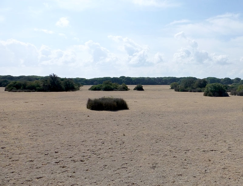 Många av våtmarkerna i nationalparken Coto de Doñana hotas av intilliggande jordbruk.